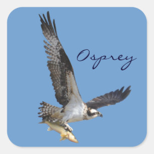 Flying Osprey & Fish Wildlife Photography Vierkante Sticker