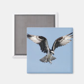 Flying Osprey Magneet (Voorkant / Achterkant)