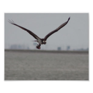 Flying Osprey Photo Foto Afdruk