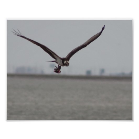 Flying Osprey Photo Foto Afdruk (Voorkant)