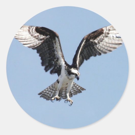 Flying Osprey Ronde Sticker (Voorkant)