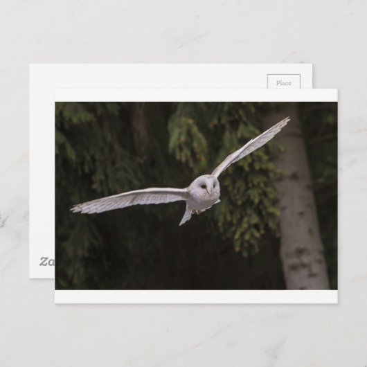 Flying owl briefkaart (Voorkant / Achterkant)