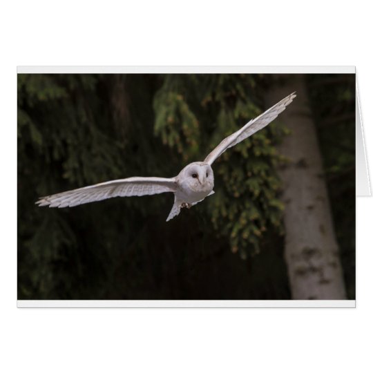 Flying owl kaart