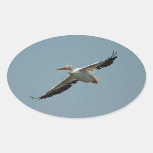Flying Pelican 4 Sticker (Voorkant)