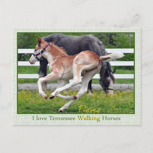 Flying Red Roan Briefkaart (Voorkant)