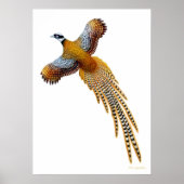 Flying Reeves Pheasant Print (Voorkant)
