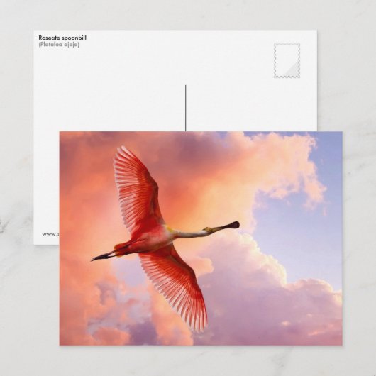 Flying Roseate lepel Briefkaart (Voorkant / Achterkant)