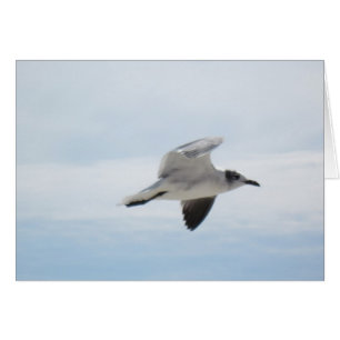 Flying Seagull