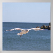 Flying Seagull Foto Poster (Voorkant)