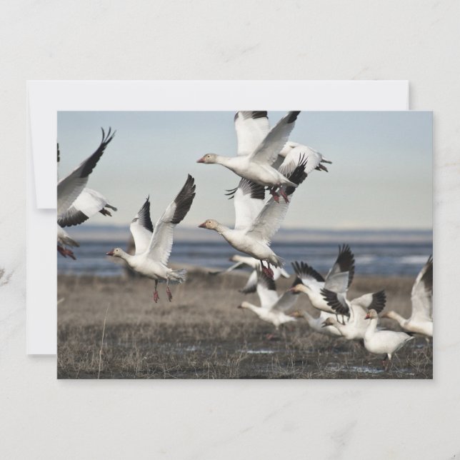 Flying Snow Geese (Voorkant)