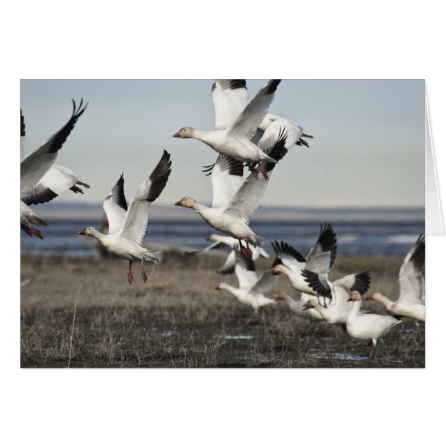 Flying Snow Geese (Voorkant Horizontaal)