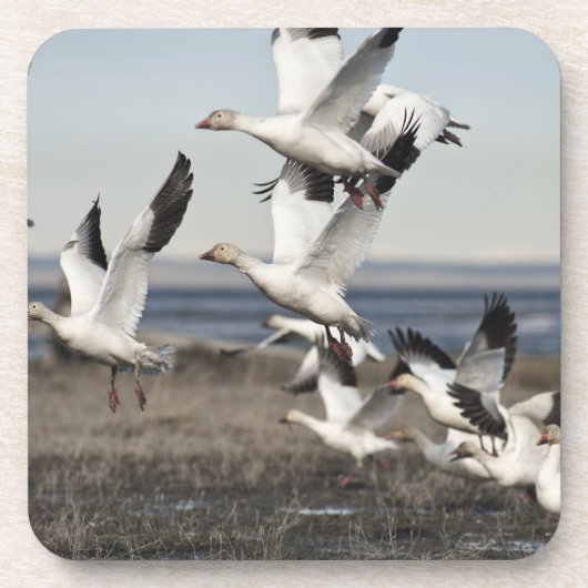 Flying Snow Geese Bier Onderzetter (Voorkant)