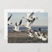 Flying Snow Geese Briefkaart (Voorkant / Achterkant)