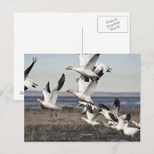 Flying Snow Geese Briefkaart (Voorkant / Achterkant)