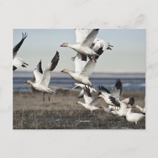 Flying Snow Geese Briefkaart (Voorkant)