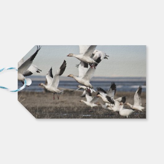 Flying Snow Geese Cadeaulabel (Achterkant Horizontaal)