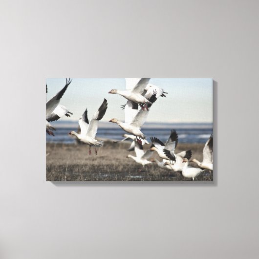 Flying Snow Geese Canvas Afdruk (Voorkant)