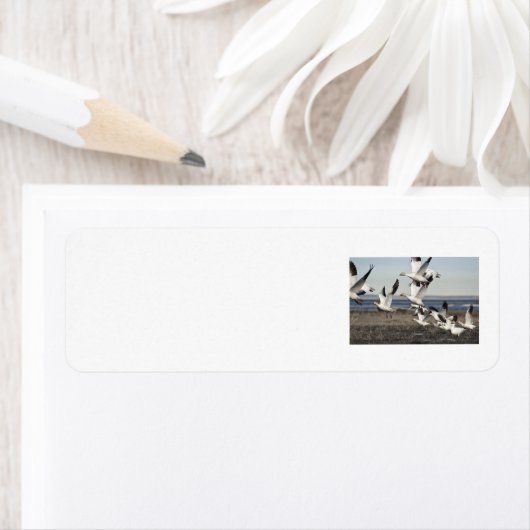 Flying Snow Geese Etiket (Insitu)