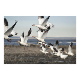 Flying Snow Geese Foto Afdruk
