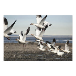 Flying Snow Geese Foto Afdruk
