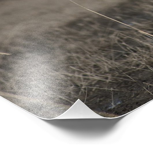 Flying Snow Geese Foto Afdruk (Hoek)