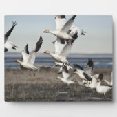Flying Snow Geese Fotoplaat (Voorkant)