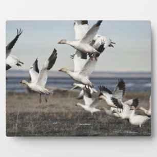 Flying Snow Geese Fotoplaat