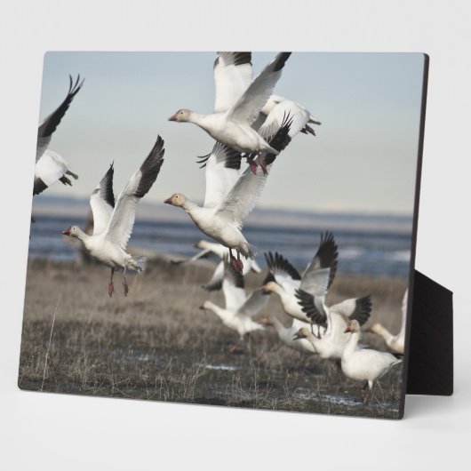 Flying Snow Geese Fotoplaat (Zijkant)