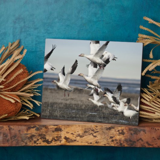 Flying Snow Geese Fotoplaat (Zijkant)