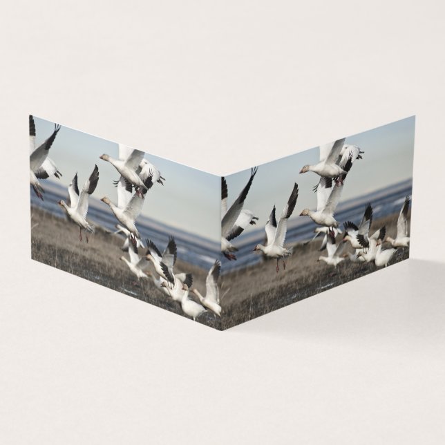 Flying Snow Geese Kaart (Buitenkant)