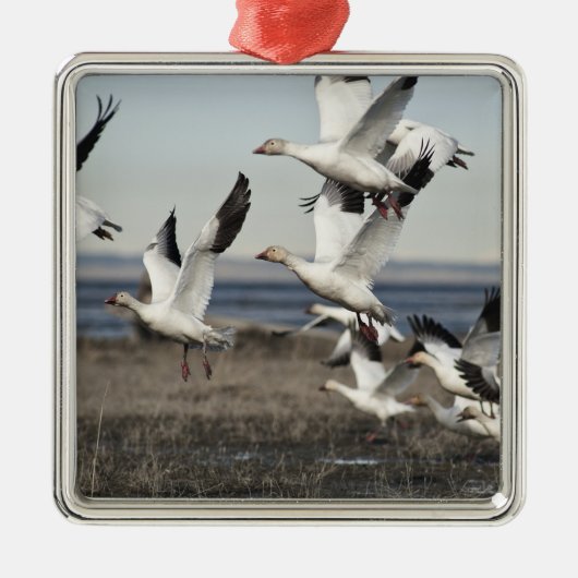 Flying Snow Geese Metalen Ornament (Voorkant)