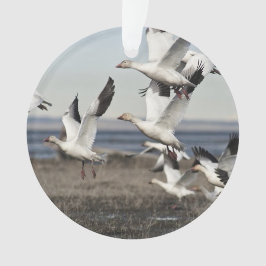 Flying Snow Geese Ornament (voorkant)