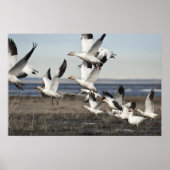 Flying Snow Geese Poster (Voorkant)