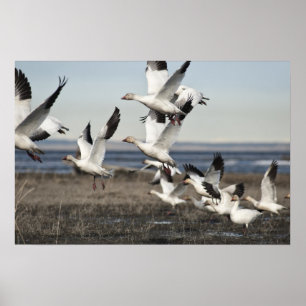 Flying Snow Geese Poster