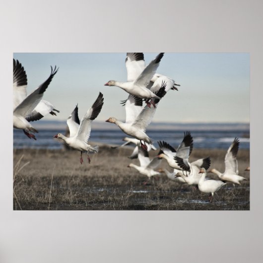 Flying Snow Geese Poster (Voorkant)