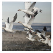 Flying Snow Geese Tegeltje (Voorkant)