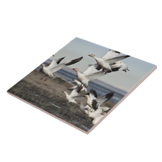 Flying Snow Geese Tegeltje (Zijkant)