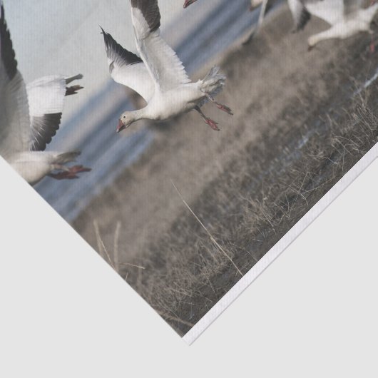 Flying Snow Geese Tissuepapier (Detail)