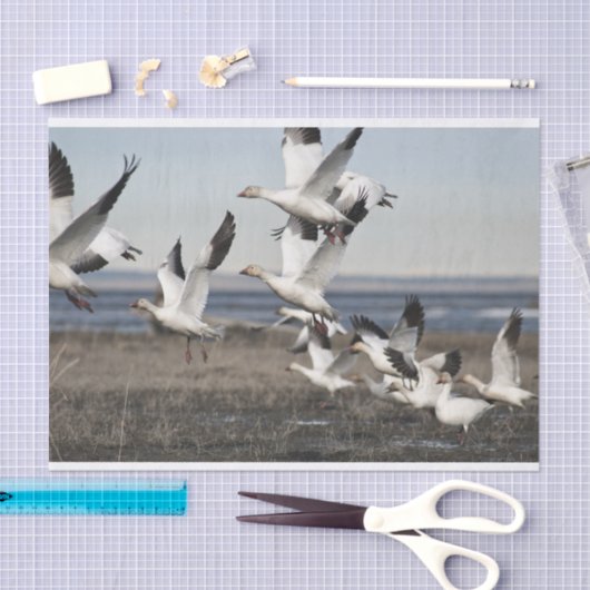 Flying Snow Geese Tissuepapier (Craft)