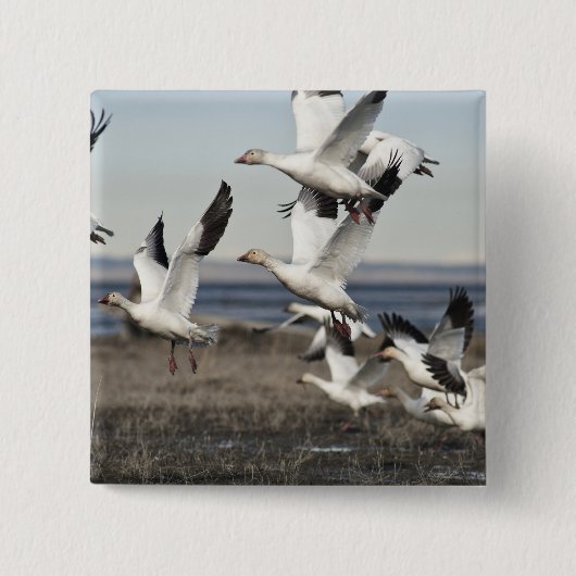 Flying Snow Geese Vierkante Button 5,1 Cm (Voorkant)