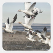 Flying Snow Geese Vierkante Sticker (Voorkant)