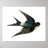 "Flying Swallow Bird Antiek Sparrow Art" Poster (Voorkant)