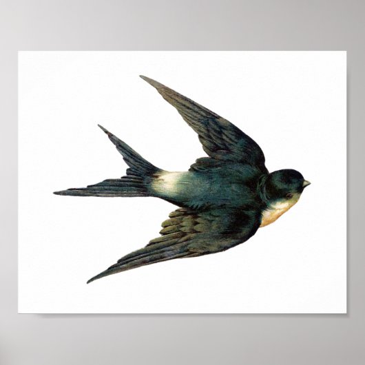 "Flying Swallow Bird Antiek Sparrow Art" Poster (Voorkant)