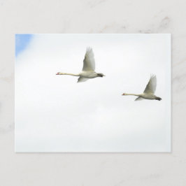 Flying swans  briefkaart