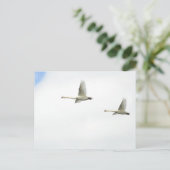 Flying swans  briefkaart (Staand voorkant)