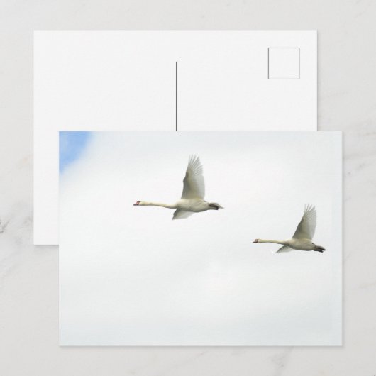 Flying swans briefkaart (Voorkant / Achterkant)