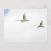 Flying swans briefkaart (Voorkant)