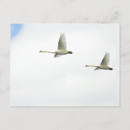 Flying swans  briefkaart (Voorkant)