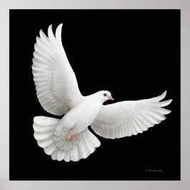 Flying White Dove Print