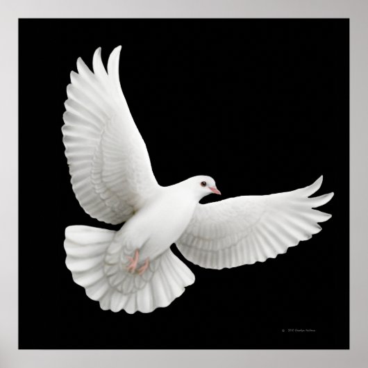 Flying White Dove Print (Voorkant)